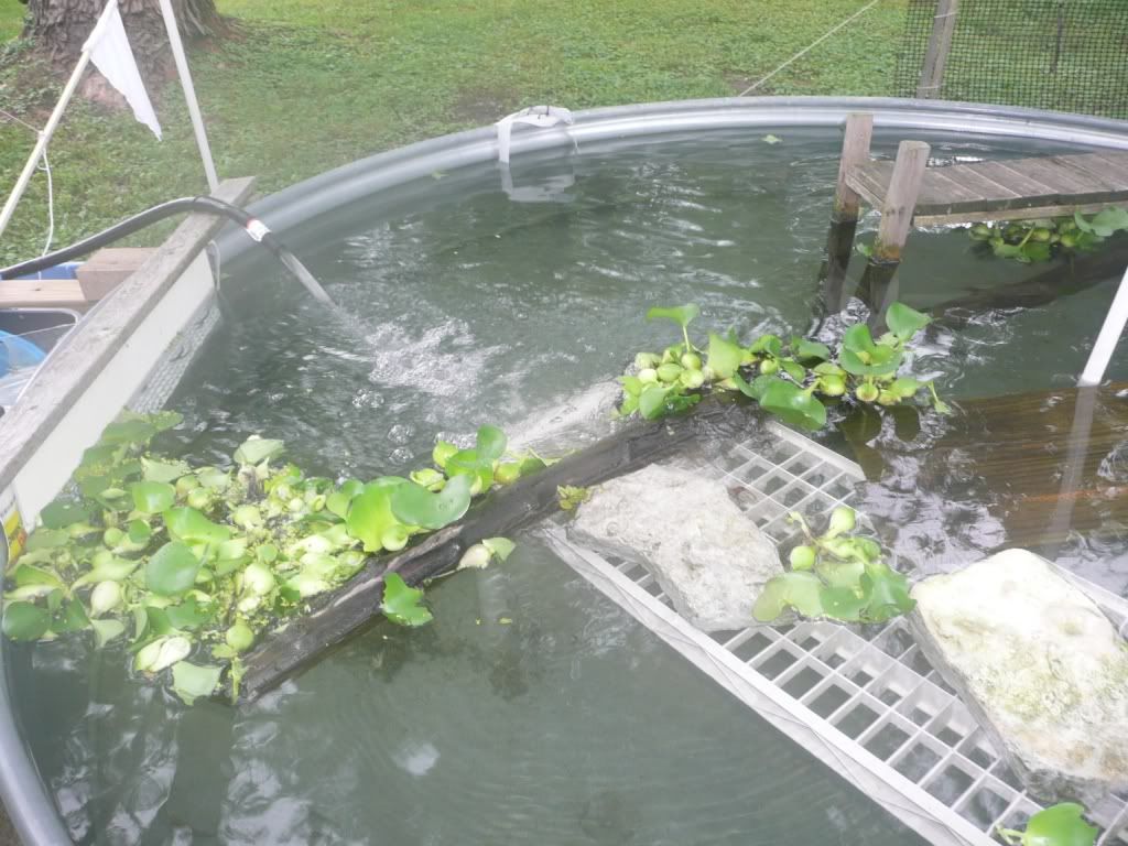 8Foot Diameter Stock Tank Pond Habitats and Equipment Turtle Forum